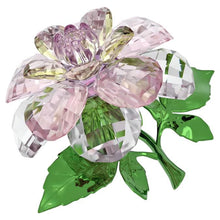 Load image into Gallery viewer, Florere: Camellia