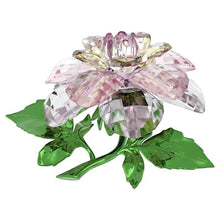 Load image into Gallery viewer, Florere: Camellia