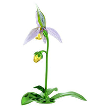 Load image into Gallery viewer, Florere: Lady Slipper Orchid