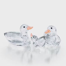 Load and play video in Gallery viewer, The Peaceful Countryside: Ducks
